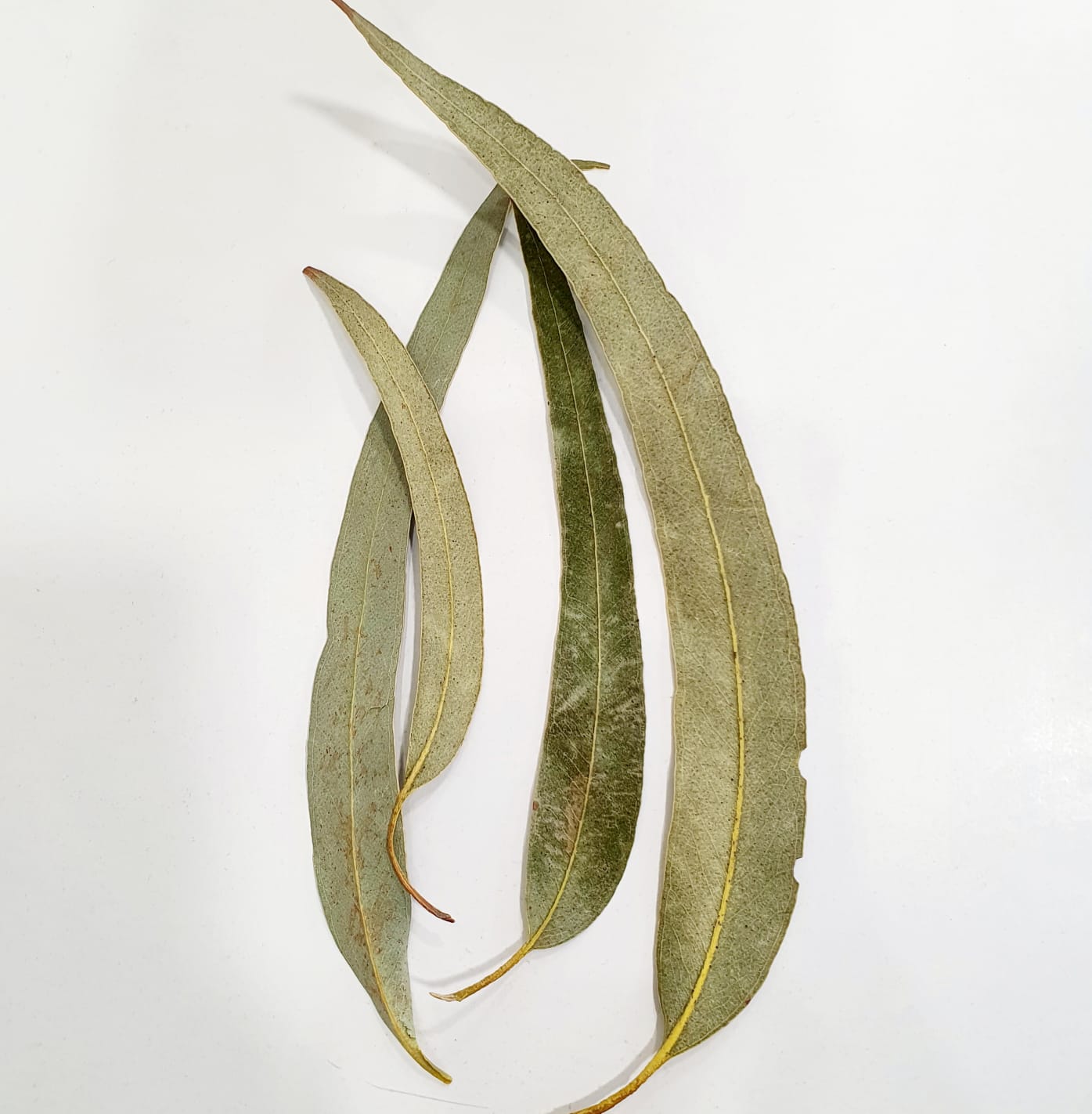 Eucalyptus à feuilles cendrées - Vente en ligne de plants de Eucalyptus à  feuilles cendrées pas cher